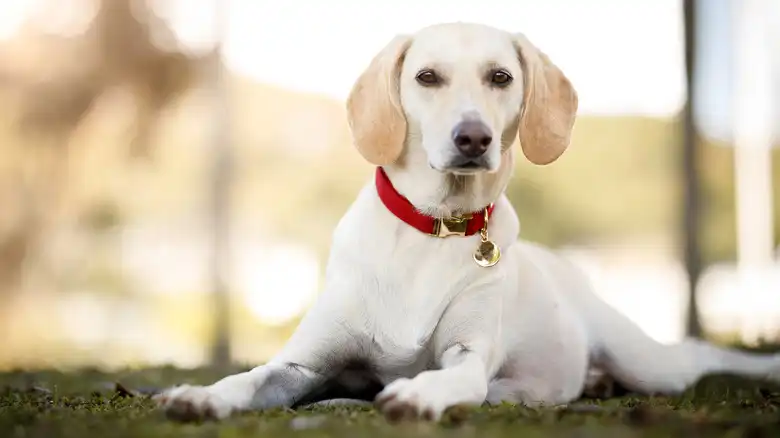 Why You Should Be Cautious Around Loose Dogs With Red Collars
