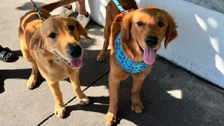 Golden Retriever Puppy Has Touching Reunion With His Sibling After Being Adopted