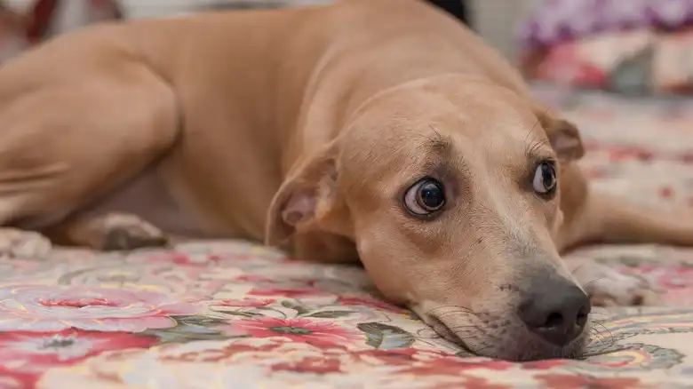 If Your Newly Adopted Dog Has Behavioral Issues, It May Be 1 Of These Manageable Anxiety Types