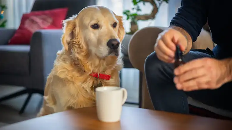 The Popular Alternative To Calming Dog Treats That Many Humans Take, Too