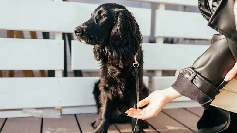 The Common Behavior Most Dogs Love But Some Don't - And Here's Why