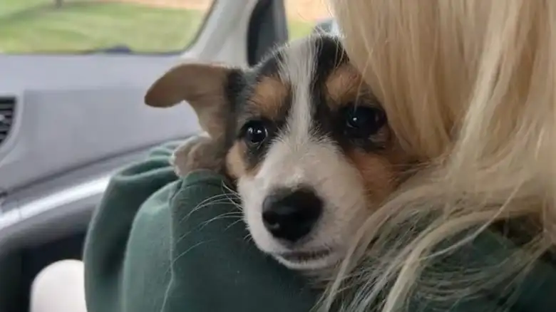 Woman 'Stumbling Upon A Pack' Of Corgi Puppies Is Like A Dream Come True