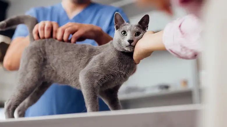 Common Cat Illnesses - What They Look Like And How Vets Diagnose And Treat Them
