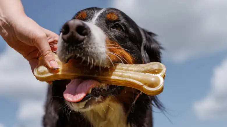 Your Dog Giving You Its Chewing Bone Might Not Mean What You Think It Does