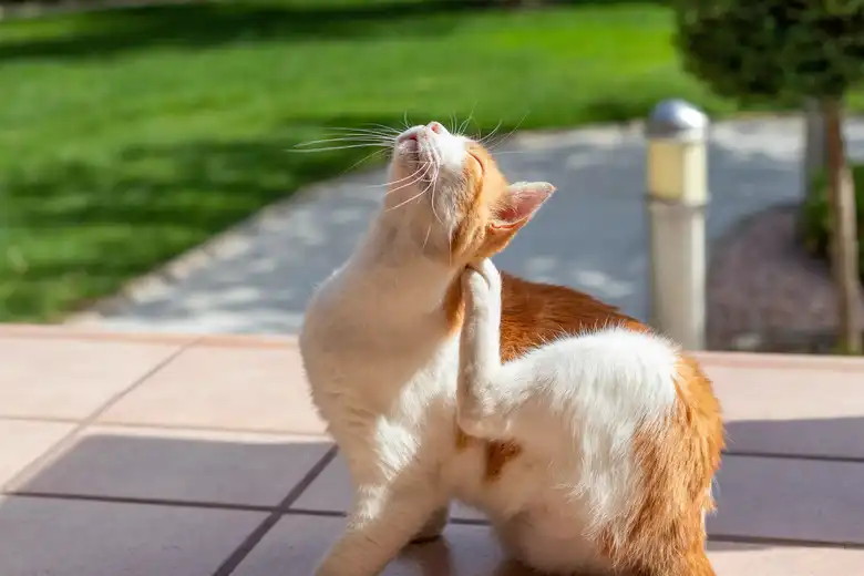 What To Do If Your Pet Has Fleas