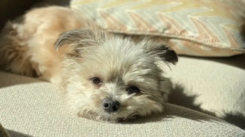 2-Legged Shih Tzu-Yorkie Mix Won't Let Anything Keep Her Away From Her Blanket