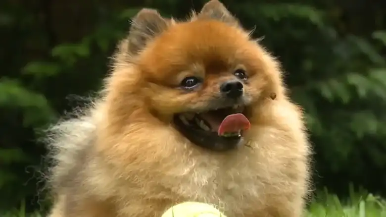 Tiny 5-Pound Pomeranian Shows No Fear Chasing Black Bear Out Of His House