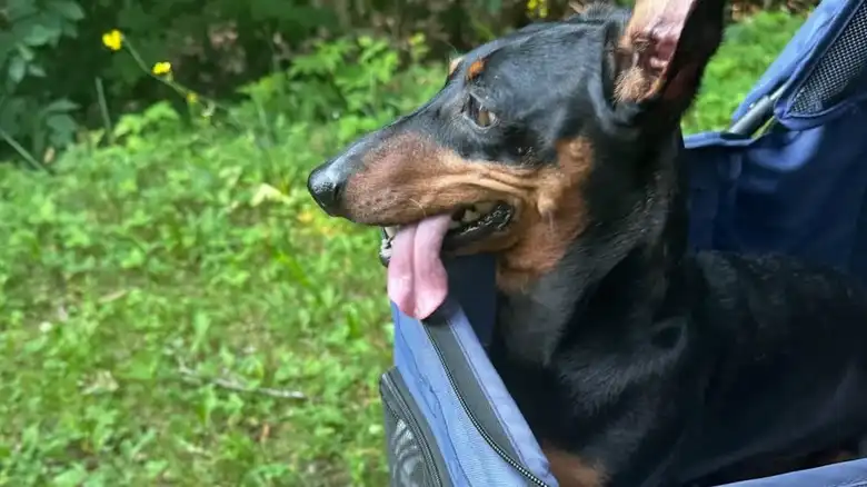 Paralyzed Dachshund 'Running' Alongside His Sister Is Bringing Everyone To Tears