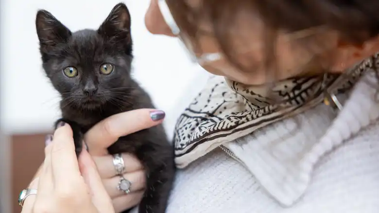How Old Does A Cat Have To Be To Get Pregnant? It's Younger Than You Think