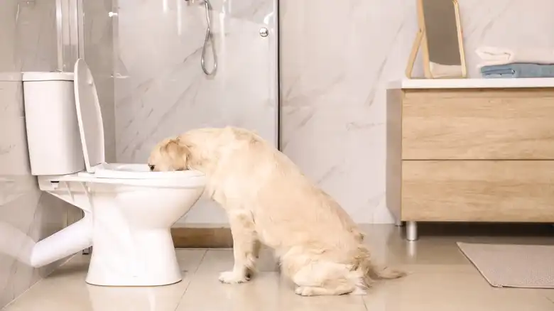 Why Dogs Love Drinking Out Of The Toilet (And The Easiest Ways To Prevent It)