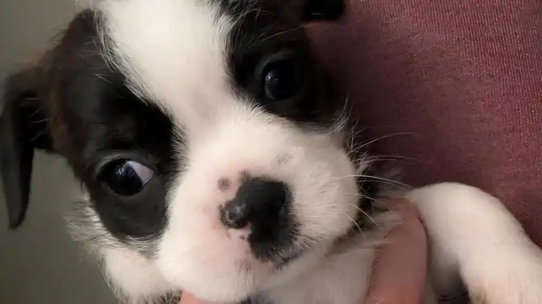 Tiny Puppy's Big Stretch After Waking Up Has Everyone Saying The Same Thing