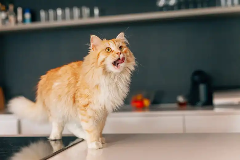 Is Borax Toxic? Here's An Explanation Of Borax Toxicity To Cats