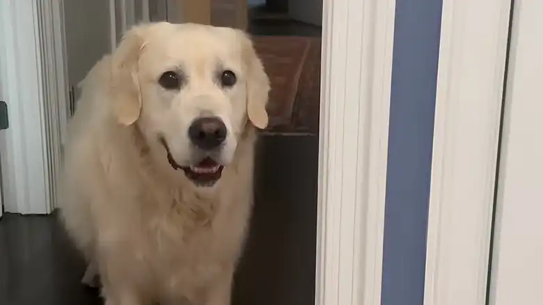 Golden Retriever Climbs All The Way Up 4 Flights Of Stairs For A Hilarious Reason