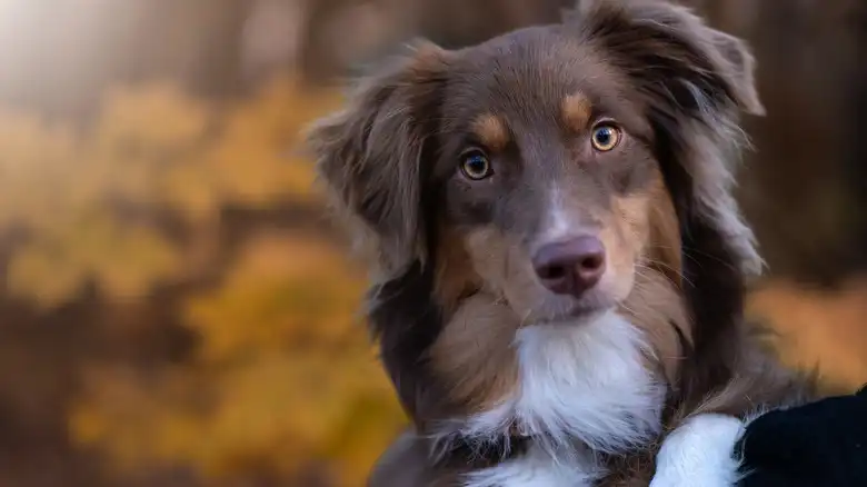 The Meaning Behind An Australian Shepherd's Eager Stare (And Other Weird Behaviors)