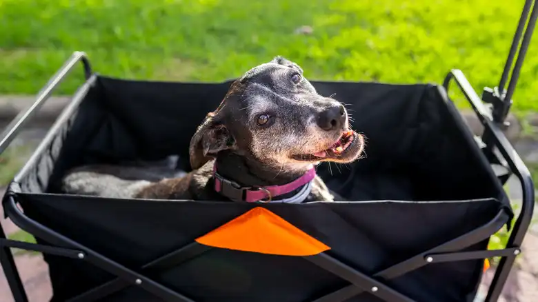 3 Great Reasons You Should Consider Adopting An Older Dog Instead Of A Puppy