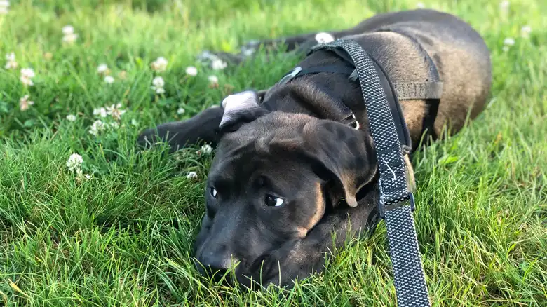 Here's What It Might Mean If Your Dog Is Avoiding Eye Contact