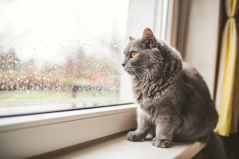 Urinating Vs Spraying— When Do Cats Start Spraying?
