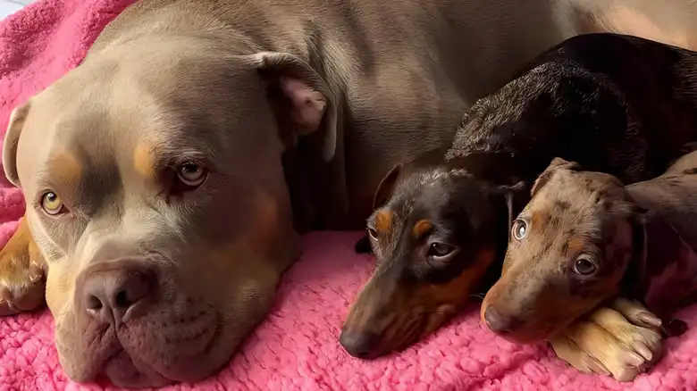 Dachshund Puppies Raised By 'Banned' American Bulldog Are The Cutest Found Family