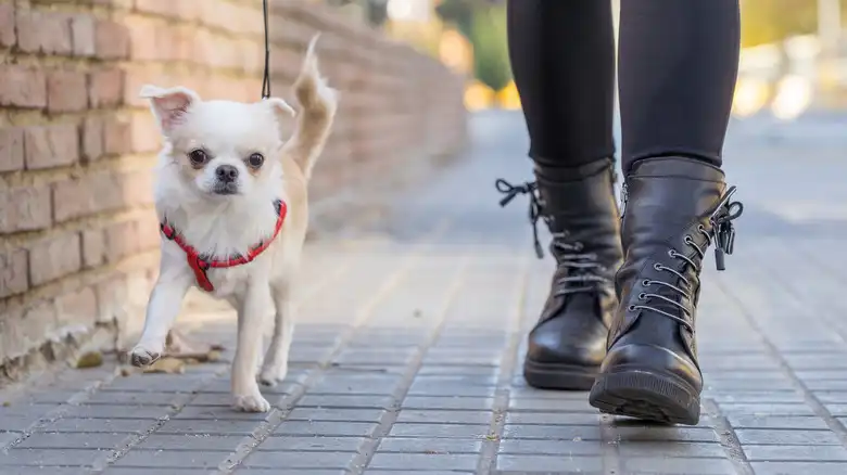 These Adorable Toy Dog Breeds Are Like Owning A Puppy Forever