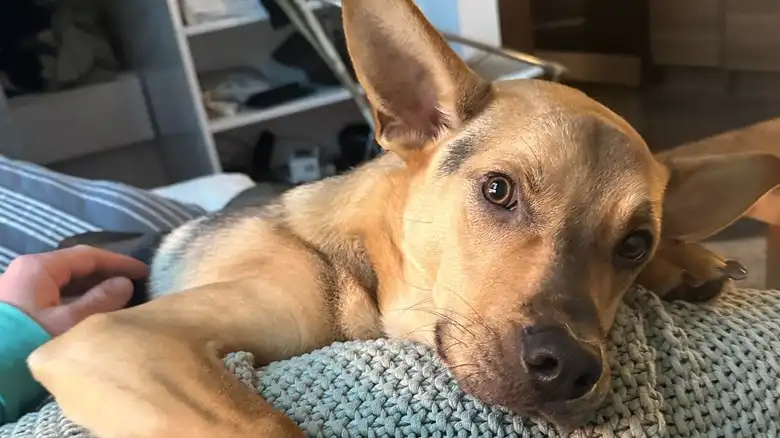 Rescue Puppy Stumbles Upon Mysterious 'Creatures' And Uncovers Something Adorable