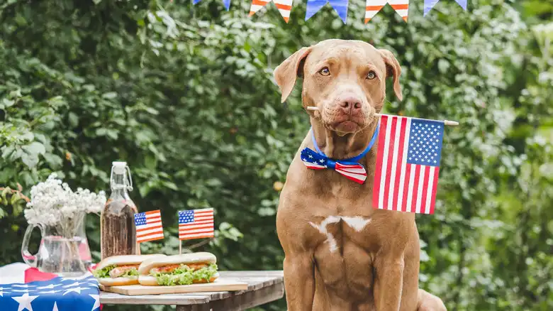 8 Good Boys That Prove National Dog Day Is About More Than Just Pets