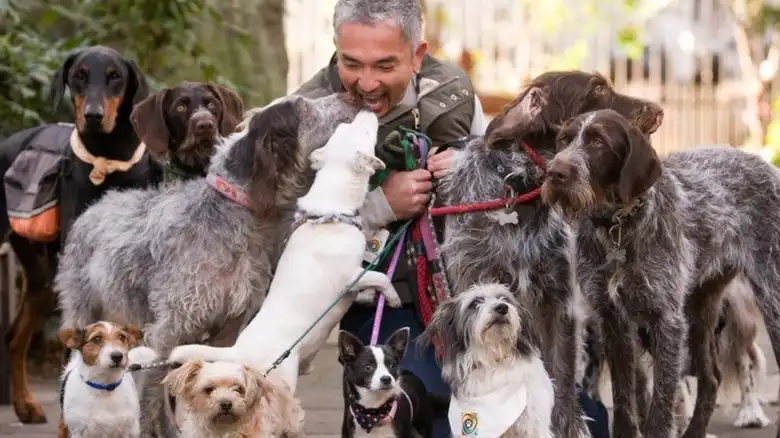 Breaking Up A Dog Fight: Cesar Millan Reveals His Thought Process