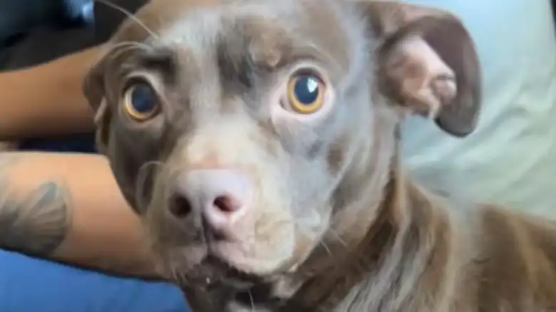 Rare Pit Bull-Chihuahua Mix's Size Is So Unique You Won't Be Able To Look Away